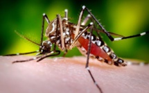 Vaccin contre la dengue : pas encore d'autorisation en France et a fortiori en Polynésie