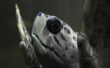 Les tortues de mer peuvent apprendre la carte magnétique d'un endroit préféré