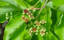 Le Santal, arbre endémique de Polynésie Française