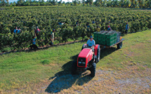 À Rangiroa, la vigne pousse sur l'atoll