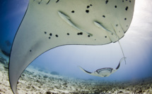 L’Observatoire des requins de Polynésie aux côtés de Manta trust