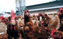 Grippe aviaire : le Pays suspend les importations de volaille française