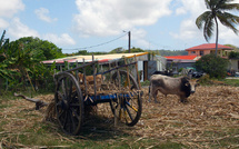 Chlordécone: en Guadeloupe, le minutieux travail de décontamination des bovins