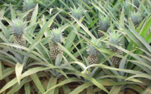 Développement de la culture d’ananas sur le plateau d'Afaaiti à la Presqu’île