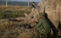 "Nous les sauverons": l'espoir de ressusciter des rhinocéros techniquement éteints
