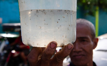 Une prime par moustique: à Manille, une initiative locale pour lutter contre l'épidémie de dengue