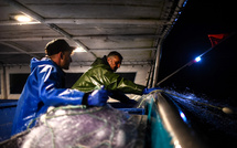 Dauphins: réouverture de la pêche dans le golfe de Gascogne, après quatre semaines d'arrêt