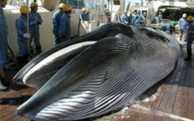 Australie: Le Premier ministre évoquera au Japon la reprise de la pêche baleinière