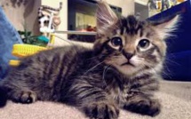 Election municipale: un chat en tête des sondages dans une ville de Sibérie