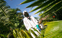 À La Réunion, l'épidémie de chikungunya prend de l'ampleur