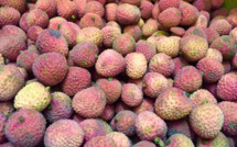 Les lychees de Tubuai sont là