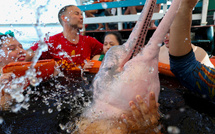 Handicap: des dauphins d'Amazonie s'invitent dans une thérapie