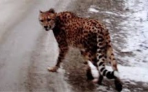 Un guépard avec un foulard égaré dans la neige de l'Ouest canadien