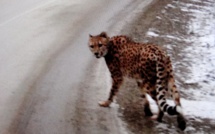 Un guépard avec un foulard égaré dans la neige de l'Ouest canadien