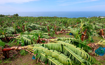 À La Réunion, des hectares couchés par les vents du cyclone Garance