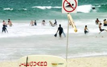 Australie: un requin bondit sur la planche d'un surfeur