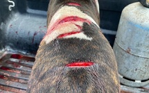​Acharnement sordide sur un chien à Moorea