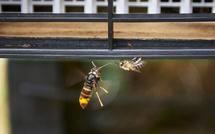 Frelon asiatique : le Parlement valide un plan national contre la prolifération