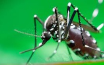 Virus Zika : la Guyane "en phase de pré-épidémie" selon le directeur de l'ARS