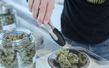 Le pari du cannabis thérapeutique