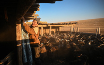 Dans les steppes de Mongolie, le climat déréglé pousse les bergers à bout