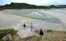 Algues vertes: l'État devra faire plus contre la pollution aux nitrates