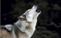 La justice interdit provisoirement la chasse au loup en Suède
