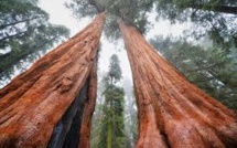 Des dizaines de millions de grands arbres menacés par la sécheresse en Californie