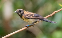 Nos oiseaux endémiques (toujours) en danger