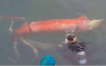 Un calamar géant fait sensation dans un port japonais