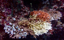 Fonds marins: une faune "très sensible" recensée dans le Pacifique, selon une étude