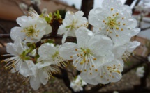 Pruniers en fleurs à Milan, oeufs frais en Ecosse: la météo clémente déboussole faune et flore