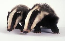 Creuse: jusqu'à 5 heures de retard pour 700 passagers d'un train à cause de... blaireaux