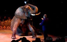 Accusé de maltraitance, le cirque Bouglione retire son numéro avec une éléphante âgée