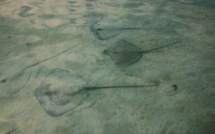 L’impact du ray feeding sur le comportement des pointes noires mis au jour