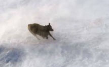 USA: 15.000 vaches laitières tuées par le blizzard au Texas