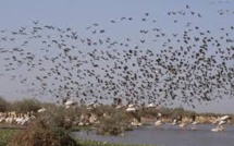 Grippe aviaire : oiseaux sauvages et domestiques, des liaisons dangereuses