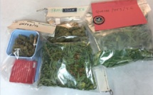 Port de Papeete : du paka saisi dans un véhicule