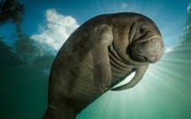 Le lamantin devrait être retiré des espèces en danger