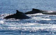 Un label pour le whale watching en préparation