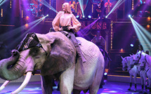 Maltraitance sur une éléphante: le cirque Bouglione entame des poursuites