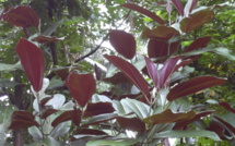 Le réchauffement climatique réduira le nombre de miconia... mais pas partout