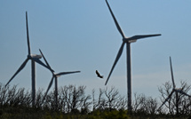 Oiseaux protégés: la justice ordonne l'arrêt temporaire du parc éolien d'Aumelas dans l'Hérault