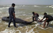 Inde: 45 baleines retrouvées échouées sur une plage du sud