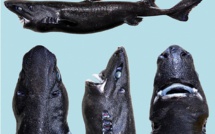 La famille des requins "s’agrandit"