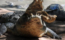 Un crocodile arrache la main d'une femme en Australie