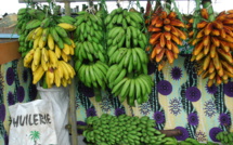 La société agricole Kai Hotu Rau démarre son activité