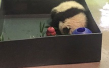 USA: Bei Bei, le bébé panda géant, fait son entrée dans le monde
