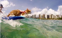Kuli, le chat surfeur le plus cool de Oahu à Hawaï (vidéo)