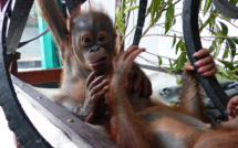 Indonésie: nouvelle vie pour un bébé orang-outan passé près de la mort